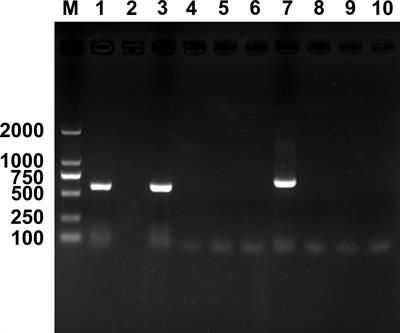 Parasitoid-mediated horizontal transmission of Rickettsia between whiteflies